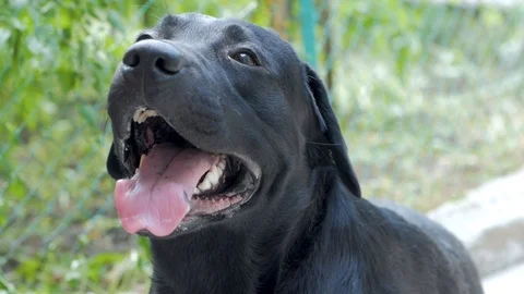 Black Labrador Retriever Stock Footage 98108316