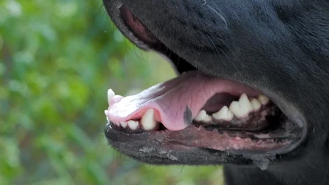 Black Labrador Retriever Stock Footage 98108399