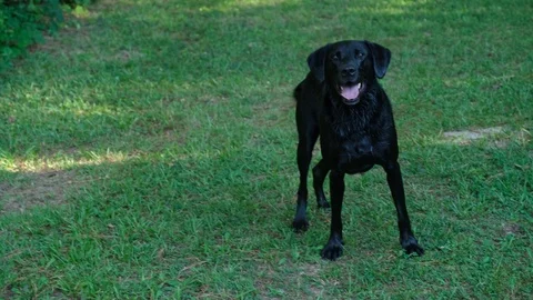 Black Labrador Retriever Stock Footage 125849431