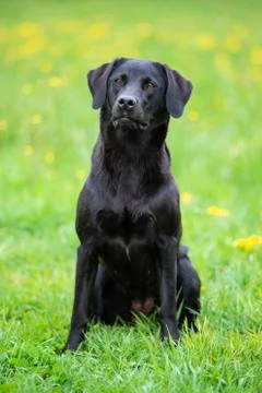 Black labrador retriever on the grass Stock Photos