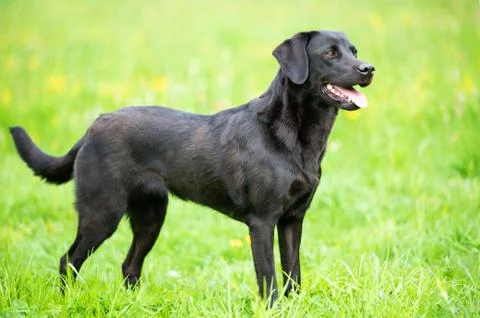 Black labrador retriever on the grass Stock Photos