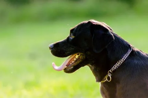 Black labrador retriever  looking forward and sticking out tongue on blurred  Stock Photos