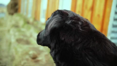 Black Labrador retriever looking to the side outdoors Stock Footage 306322771