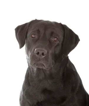 Black labrador retriever Stock Photos