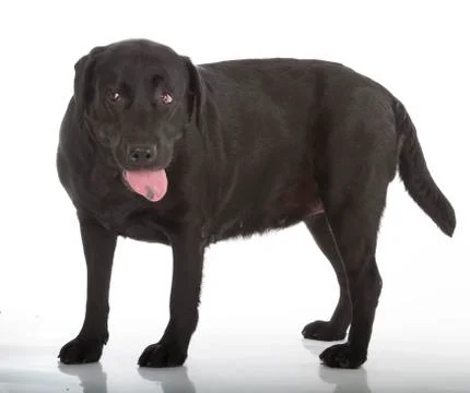 Black labrador retriever Stock Photos
