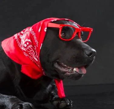 Black labrador retriever Stock Photos