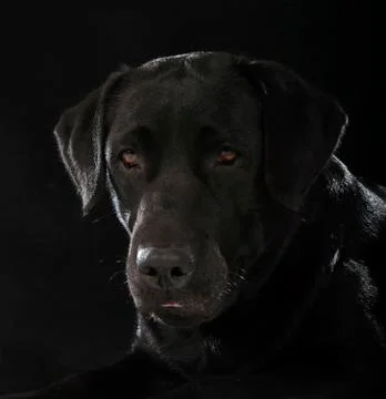 Black labrador retriever Stock Photos