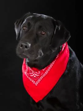 Black labrador retriever Stock Photos