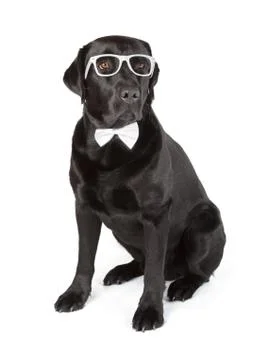 Black labrador retriever Stock Photos