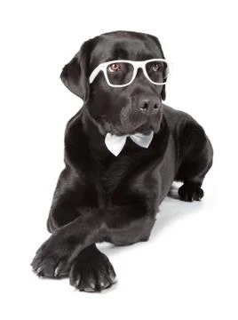 Black labrador retriever Stock Photos