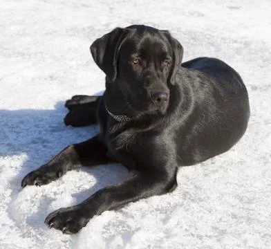 Black labrador retriever Stock Photos