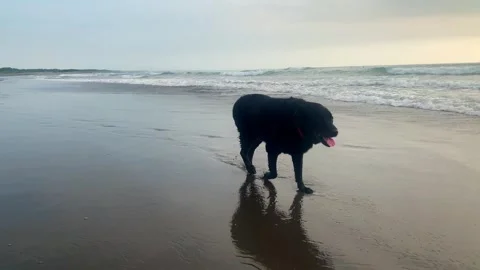 Black Labrador retriever playing at the beach Stock Footage 259454465