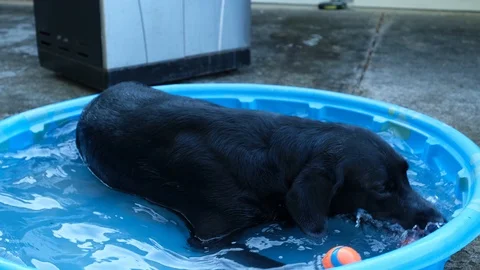 Black Labrador Retriever in pool 2 Stock Footage 125848187