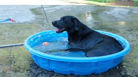 Black Labrador Retriever in pool 3 Stock Footage 125848082