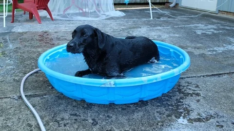 Black Labrador Retriever in pool 4 Stock Footage 125847801