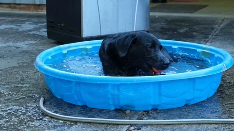 Black Labrador Retriever in pool Stock Footage 125848393