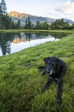 A black labrador retriever rests in front of mountains in Colorado. Stock Photos