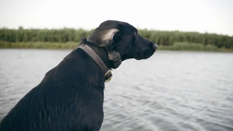 Black Labrador Retriever riding down river on small boat Stock Footage 254981479