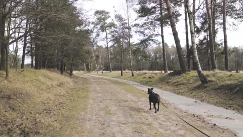 Black labrador retriever running on a forest path Stock Footage 293082809