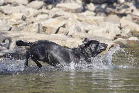 Black labrador retriever splashes down in water. Stock Photos