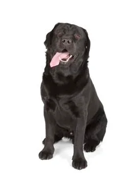 Black labrador retriver Stock Photos