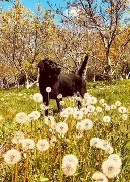 Black labrador retriver Foto stock