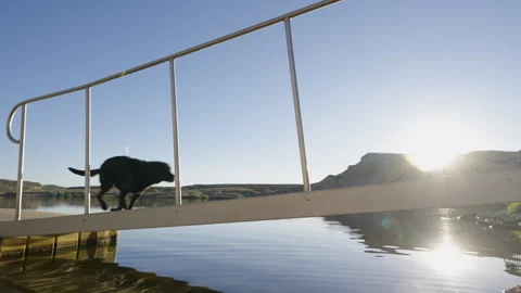 Black Labrador Running Across Floating Dock Ramp at Mountain Lake in Slow Motion Stock Footage 315890847