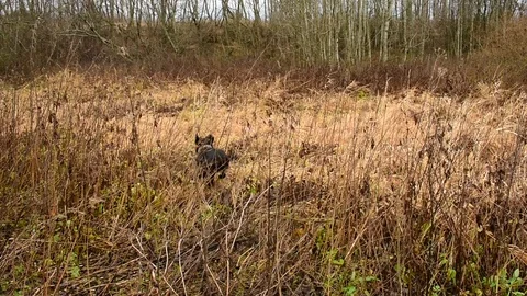 Black labrador runs in the grass Stock Footage 119172842