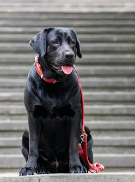 Black labrador sits on a step Stockfoto's