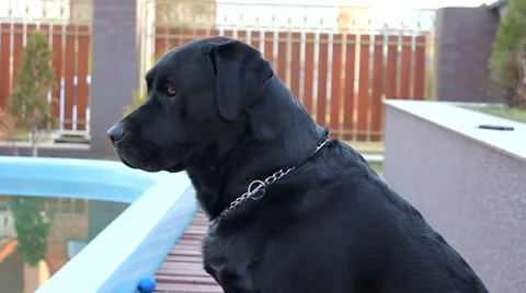 Black Labrador sitting by the pool, looking everywhere Stock Footage 67234205