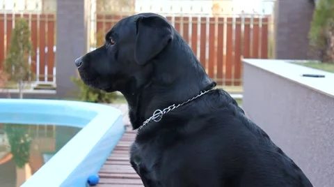 Black Labrador sitting by the pool, looking everywhere Stock Footage 67234258