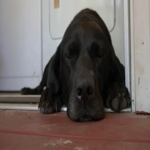 Black Labrador Sleeping on Back Porch, 4K Stock Footage 69523312
