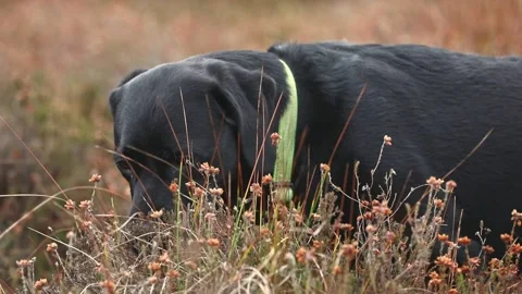 Black labrador sniffing in grass. Stock Footage 239063914