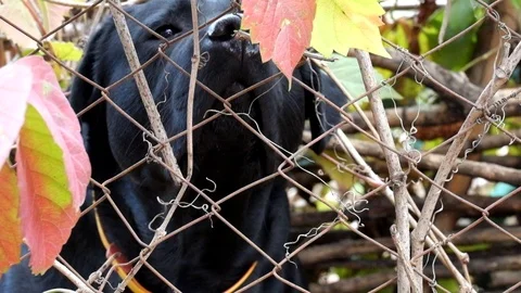Black Labrador sniffs out something, sitting behind the old rusty fence Stock Footage 98293151