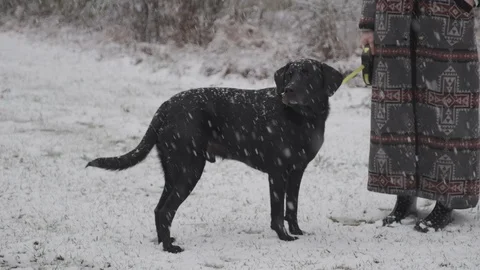 Black Labrador in Snow Stock Footage 125783500