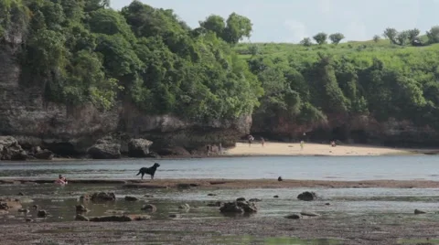 Black Labrador Standing at the Beach Stock Footage 67533067