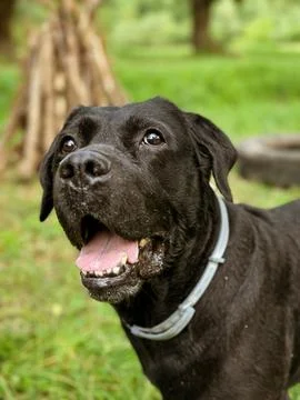 Black labrador standing in the forest Stock Photos