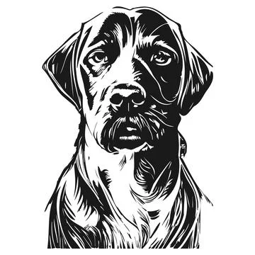 Black labrador vector hand drawn vector black and white Stock Illustration