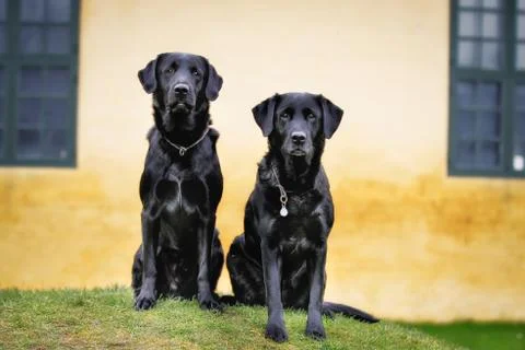 Black labradors Stock Photos