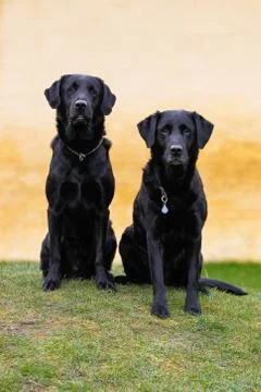 Black labradors Stock Photos