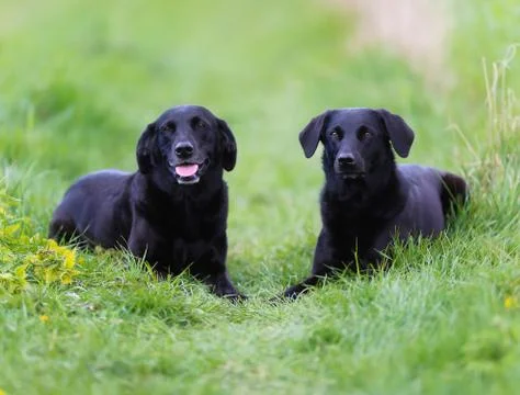 Black labradors Stock Photos