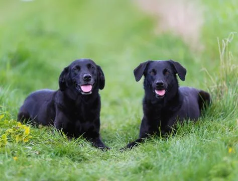 Black labradors Stock Photos
