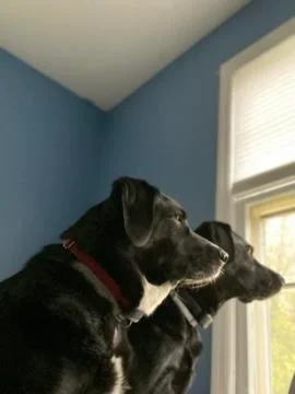 Black Labs Stock Photos