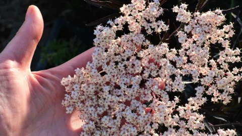 Black Lace Elderberry and dark purple foliage.ingredient for medicinal tinctures Stock-Footage 341618828