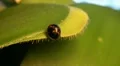 Black Ladybird Beetle 124821a HD Footage