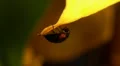 Black Ladybird Beetle 125852 HD Footage