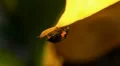 Black Ladybird Beetle 130008 HD Footage