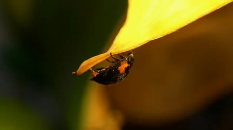 Black Ladybird Beetle 130008 Stock Footage