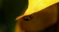 Black Ladybird Beetle 130132 HD Footage