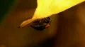 Black Ladybird Beetle 130636 HD Footage